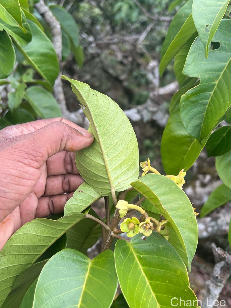 Stemonoporus gardneri Thwaites